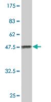 Anti-MED21 Mouse Monoclonal Antibody [clone: 6B6]