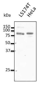 Antibody anti-REP2 300 µg