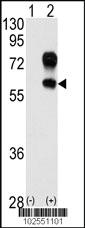 Anti-KREMEN1 Rabbit Polyclonal Antibody