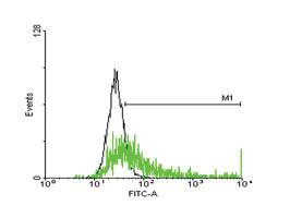 Anti-HLA-DRB3 Mouse Polyclonal Antibody