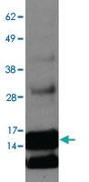 Anti-ENHO Rabbit Polyclonal Antibody