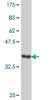 Anti-ADAMDEC1 Mouse Polyclonal Antibody