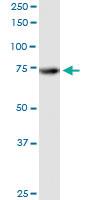 Anti-ATG7 Rabbit Polyclonal Antibody