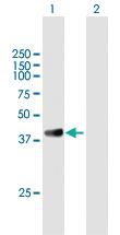 Anti-GRAP2 Mouse Polyclonal Antibody