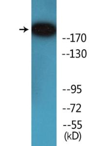 Western blot analysis of lysates from COS7 cells treated with insulin 001U/ML 15' using Anti-53BP1 (phospho Ser6) Antibody