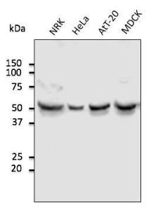 NRK, HeLa, AtT-20, and MDCK cell lysates detected with Anti-TUBA4A Antibody at a 1:1,000 dilution Lysates at 100 µg per lane and rabbit anti-goat IgG antibody (HRP) at a 1:10,000 dilution