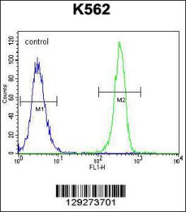 Anti-SMTNL1 Rabbit Polyclonal Antibody