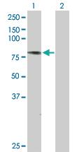 Anti-ATG7 Rabbit Polyclonal Antibody