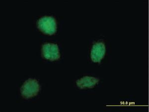 Anti-SOX21 Mouse Monoclonal Antibody [clone: 2G10]