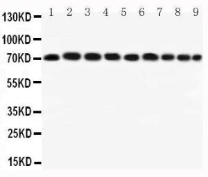 Anti-Hsc70 Rabbit Polyclonal Antibody