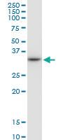 Anti-HLA-DRB4 Mouse Polyclonal Antibody