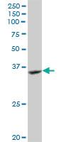 Anti-GRAP2 Rabbit Polyclonal Antibody