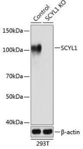 Antibody A308603-100 100 µl