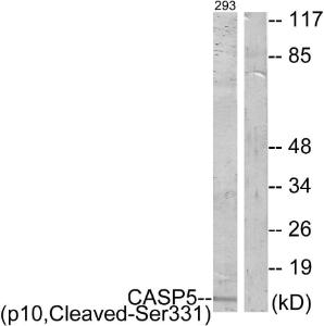 Western blot analysis of lysates from 293 cells, treated with etoposide 25uM 1h using Anti-Caspase 5 (p10,cleaved Ser331) Antibody. The right hand lane represents a negative control, where the antibody is blocked by the immunising peptide