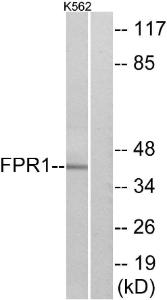 Western blot analysis of lysates from K562 cells using Anti-FPR1 Antibody. The right hand lane represents a negative control, where the antibody is blocked by the immunising peptide