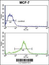 Anti-TGIF1 Rabbit Polyclonal Antibody