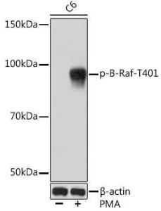 Western blot analysis of extracts of C6 cells, using Anti-BRAF (phospho Thr401) Antibody [ARC1587] (A308604) at 1:1,000 dilution C6 cells were treated by PMA/TPA (200 nM) at 37°C for 30 minutes after serum-starvation overnight