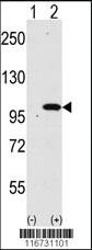 Anti-EEF1G Rabbit Polyclonal Antibody