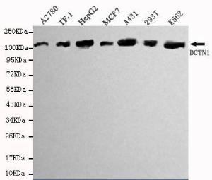 Anti-DCTN1 Mouse Monoclonal Antibody [clone: 13k48]