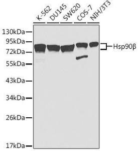 Anti-Hsp90 beta Rabbit Polyclonal Antibody