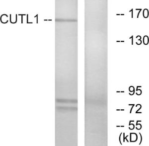 Western blot analysis of lysates from K562 cells using Anti-CUTL1 Antibody The right hand lane represents a negative control, where the antibody is blocked by the immunising peptide