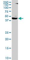 Anti-SMARCB1 Mouse Polyclonal Antibody