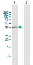 Anti-GRAP2 Rabbit Polyclonal Antibody