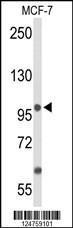 Anti-ANO7 Rabbit Polyclonal Antibody (PE (Phycoerythrin))