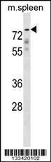 Anti-GPC2 Rabbit Polyclonal Antibody