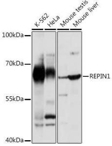 Western blot analysis of extracts of various cell lines, using Anti-REPIN1 Antibody (A308606) at 1:1000 dilution