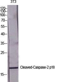 Western blot analysis of various cells using Anti-Caspase 2 (p18,cleaved Gly170) Antibody