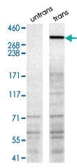 Anti-NBEA Goat Polyclonal Antibody