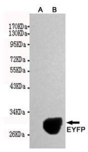 Anti-Green Fluorescent Protein, enhanced EGFP, EYFP) Mouse Monoclonal Antibody [clone: 13k51]