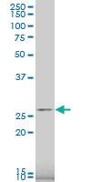 Anti-RPS9 Mouse Polyclonal Antibody