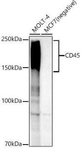 Anti-CD45 antibody