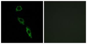 Immunofluorescence analysis of A549 cells using Anti-ERAS Antibody. The right hand panel represents a negative control, where the antibody was pre-incubated with the immunising peptide