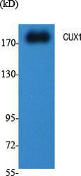 Western blot analysis of various cells using Anti-CUTL1 Antibody