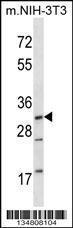 Anti-MAP2K3 Rabbit Polyclonal Antibody (Biotin)