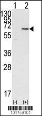 Anti-DOK1 Rabbit Polyclonal Antibody