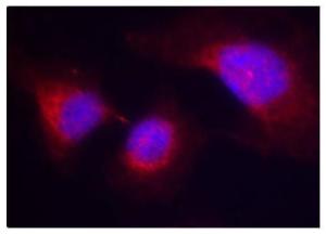 Immunofluorescence analysis of methanol-fixed HeLa cells using Anti-Syk (phospho Tyr323) Antibody (A10913)