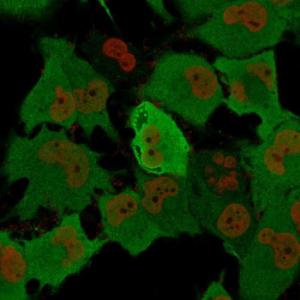 Immunofluorescent analysis of T98G cells stained with Anti-PGP9.5 Antibody [rUCHL1/775] followed by Goat Anti-Mouse IgG (CF&#174; 488) (Green). The nuclear counterstain is NucSpot (Red)