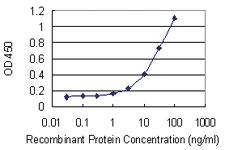 Anti-RPS11 Mouse Monoclonal Antibody [clone: 2A5]