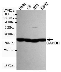 Anti-GAPDH Mouse Monoclonal Antibody [clone: 13k56]