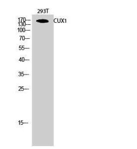 Western blot analysis of 293T cells using Anti-CUTL1 Antibody