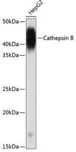 Antibody A308610-100 100 µl