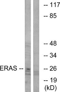 Western blot analysis of lysates from Jurkat cells using Anti-ERAS Antibody. The right hand lane represents a negative control, where the antibody is blocked by the immunising peptide