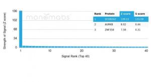 Analysis of protein array containing more than 19000 full-length human proteins using Anti-Mammaglobin A Antibody [MGB/4056]