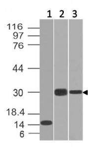 Western blot analysis of recombinant CELA3B protein, Panc-28 cell lysate, and PANC1 cell lysate using Anti-CELA3B Antibody [CELA3B/1218]