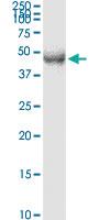 Anti-TFDP2 Mouse Monoclonal Antibody [clone: 2E6]