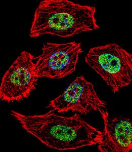 Anti-JUN Rabbit Polyclonal Antibody (APC (Allophycocyanin))